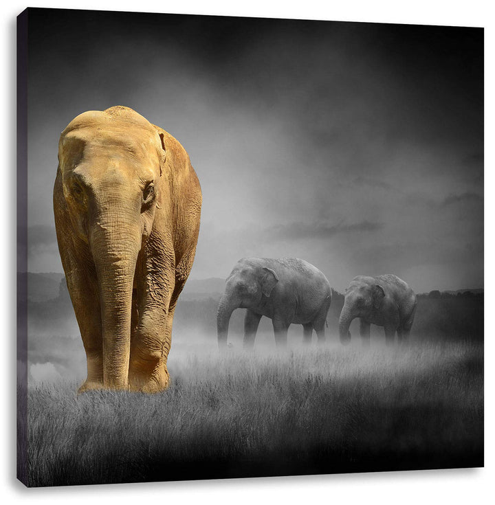 Pixxprint Elefanten in Steppe schwarz/weiss, Format: 70x70 auf Leinwand, 70x70
