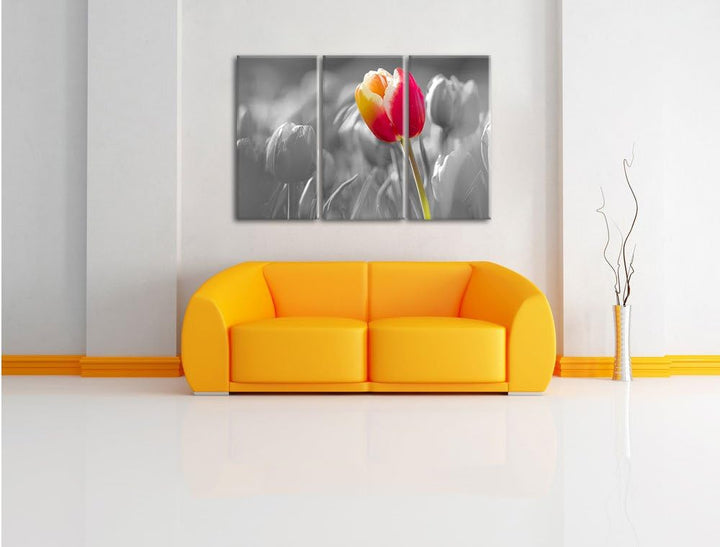 Pixxprint Blühende rote Tulpen als Leinwandbild/Grösse: 3 Teilig (120x80) cm/Wandbild/Kunstdruck/fer