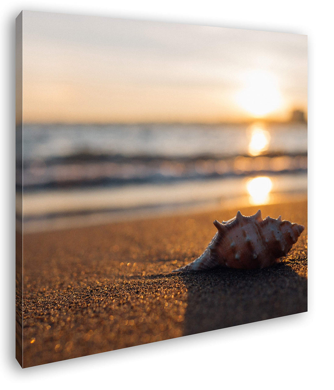 deyoli einzelne Muschel am Strand Format: 60x60 als Leinwand, Motiv fertig gerahmt auf Echtholzrahme