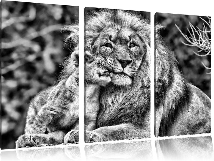 Pixxprint Monocrome, schöner Löwe mit Jungtier 3-Teiler Leinwandbild 120x80 Bild auf Leinwand