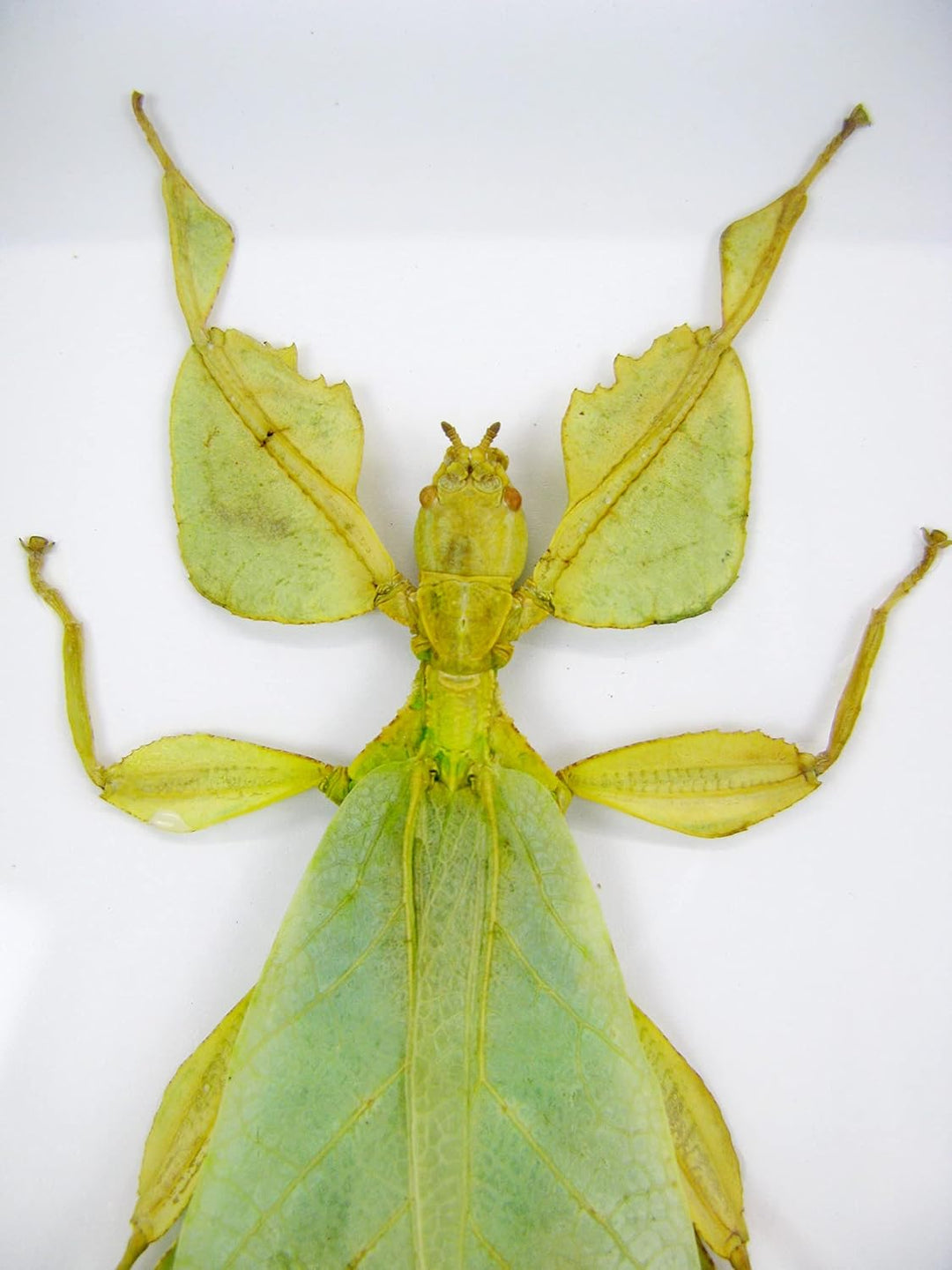 Echte präparierte und riesige Insekten, Cicaden und Krabbler im Schaukasten aus Holz hinter Glas (2
