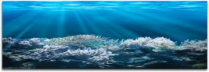 Augenblicke Wandbilder Keilrahmenbild Wandbild 150x50cm Meer Unterwasser Korallen Sonnenstrahlen