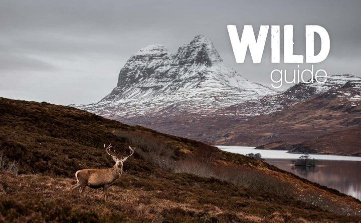Wild Guide Scotland: Hidden Places, Great Adventures & the Good Life, Taschenbuch
