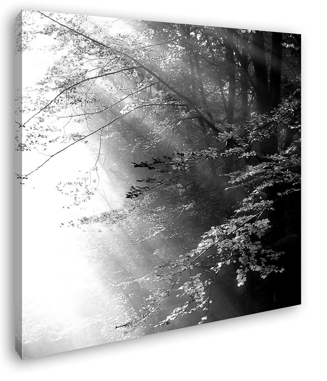 deyoli herbstlicher Wald mit Sonnenstrahlen im Format: 70x70 Effekt: Schwarz&Weiss als Leinwandbild,