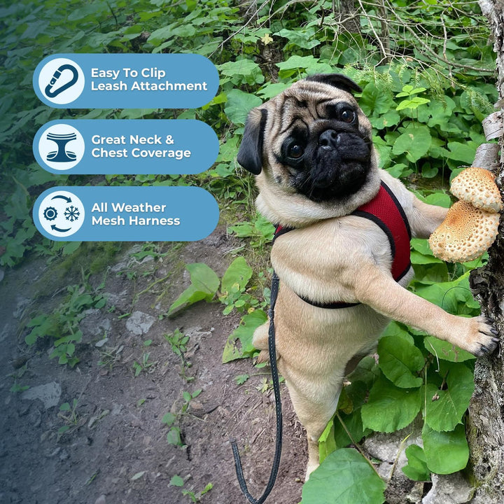 Best Pet Supplies Voyager Step-In Air Hundegeschirr – Allwetter Mesh Step In Weste Geschirr für klei