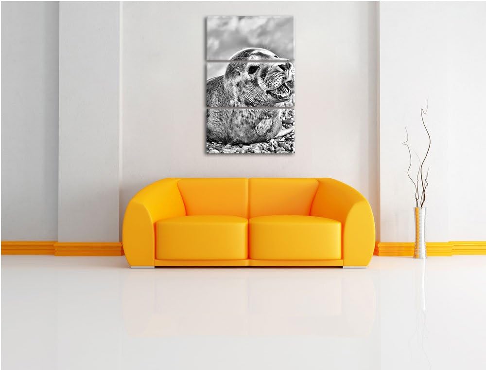 Pixxprint Süsse Robbe auf Steinstrand als Leinwandbild/Grösse: 3 Teilig (120x80) cm/Wandbild/Kunstdr
