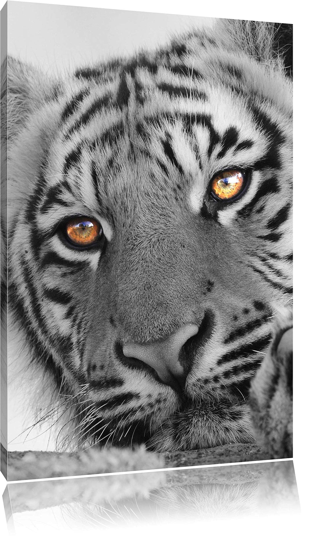 Pixxprint entspannter Tiger schwarz/weiss als Leinwandbild/Grösse: 120x80 cm/Wandbild/Kunstdruck/fer