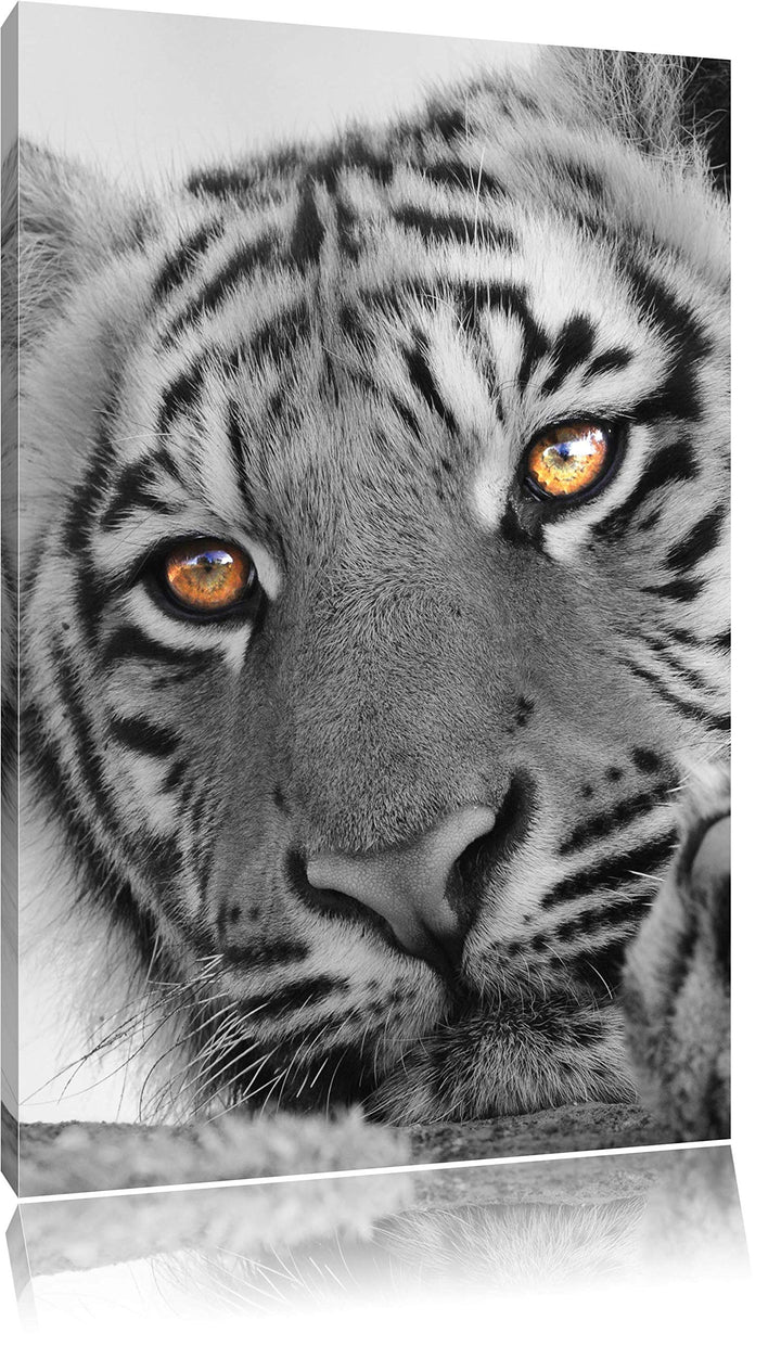 Pixxprint entspannter Tiger schwarz/weiss als Leinwandbild/Grösse: 100x70 cm/Wandbild/Kunstdruck/fer
