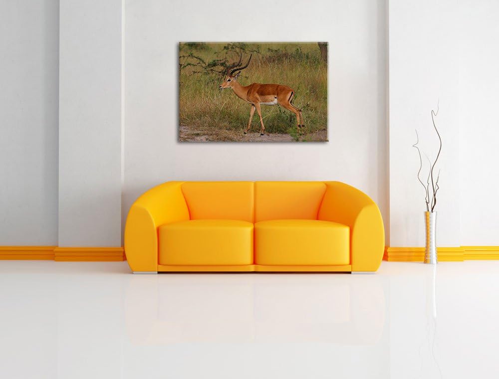 Dorkasgazelle in der Savanne Leinwand, XXL riesige Bilder fertig gerahmt mit Keilrahmen, Kunstdruck