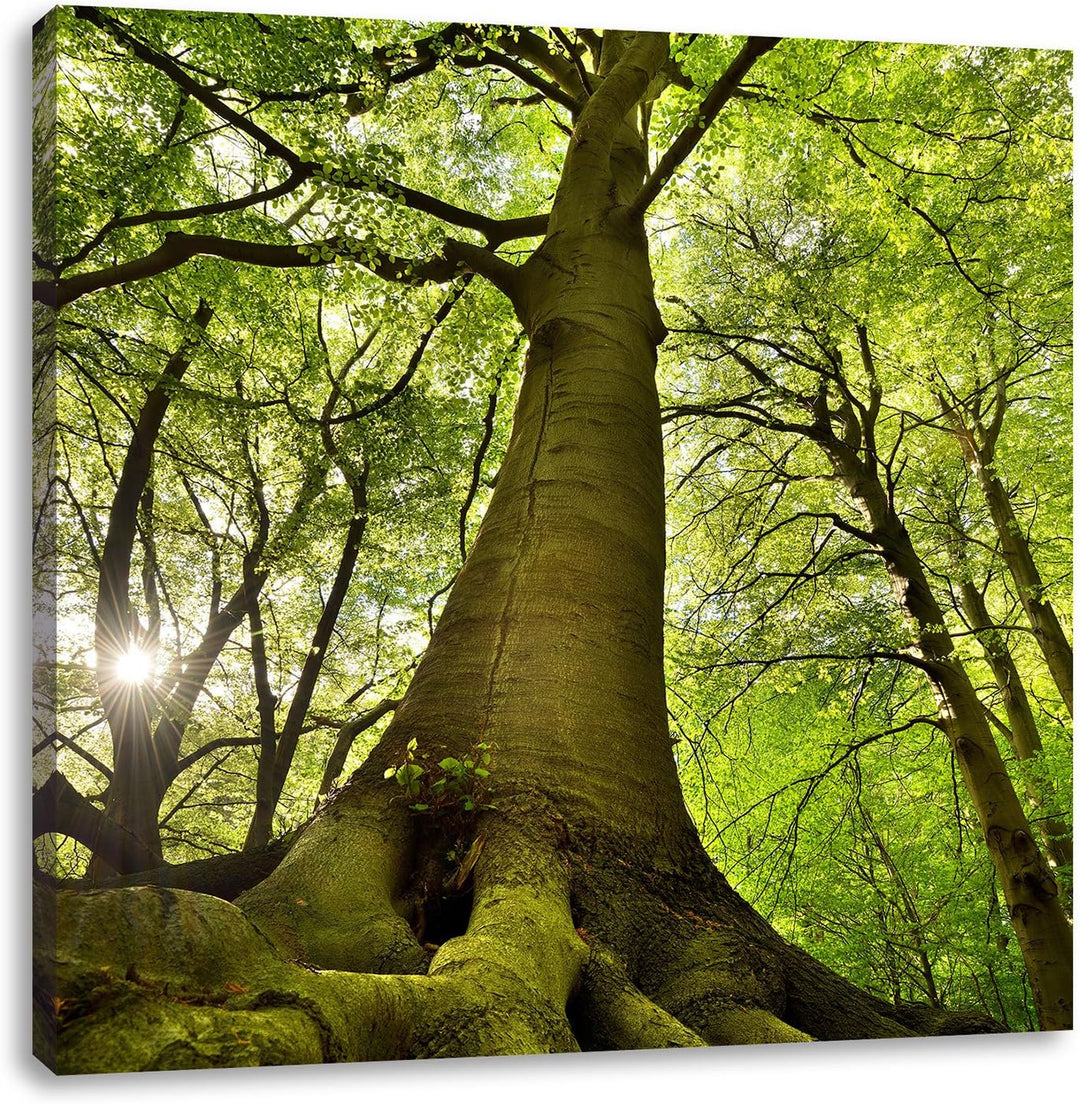Riesiger Baum im Dschungel, Format: 70x70 auf Leinwand, XXL riesige Bilder fertig gerahmt mit Keilra