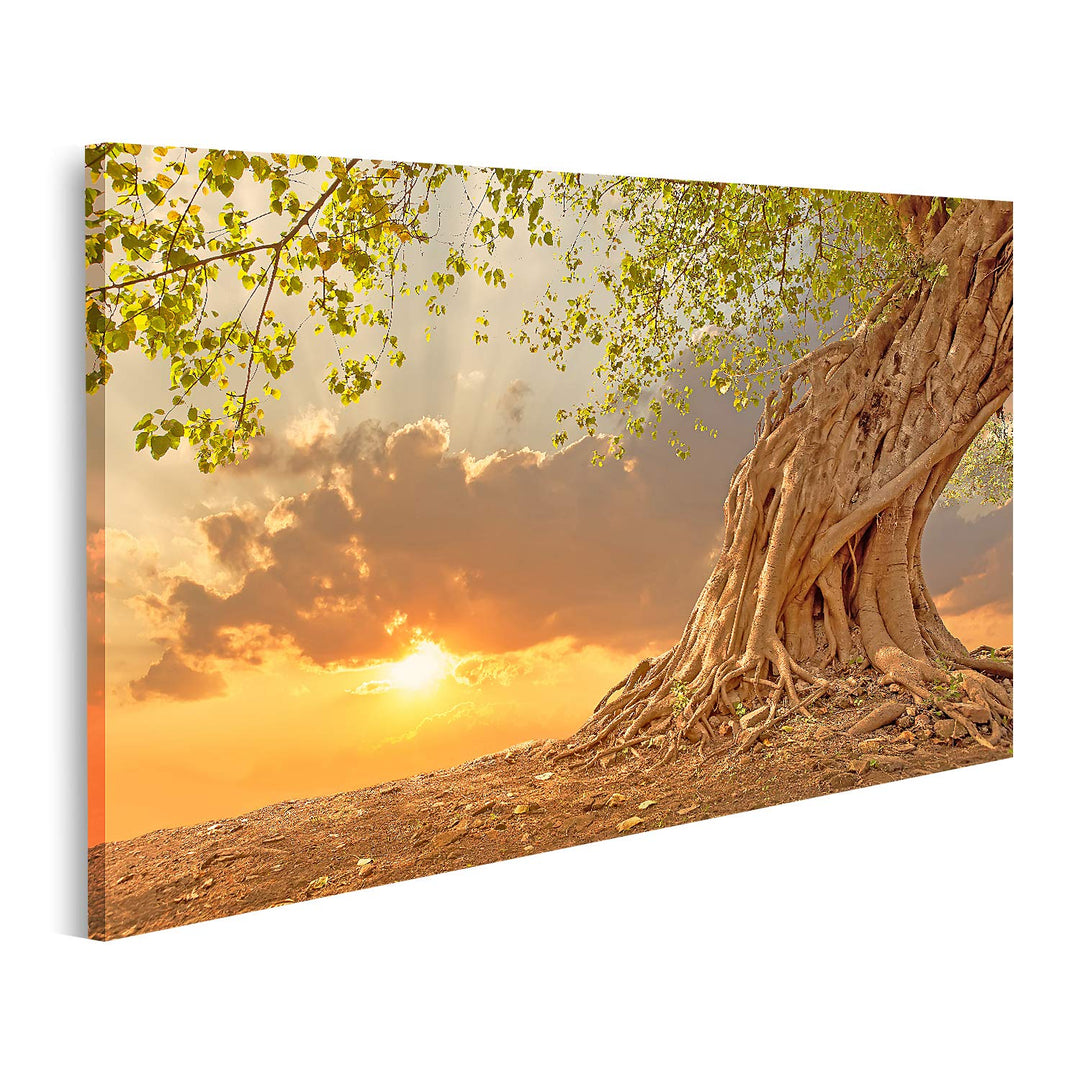 islandburner Bild auf Leinwand Schöner Alter Baum Bei Sonnenuntergang Bilder Wandbilder Poster Leinw