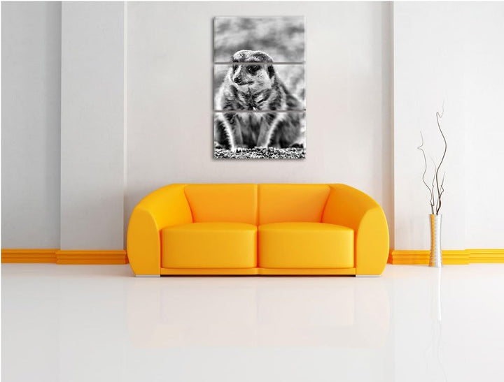 Pixxprint schüchternes Erdmännchen als Leinwandbild/Grösse: 3 Teilig (120x80) cm/Wandbild/Kunstdruck