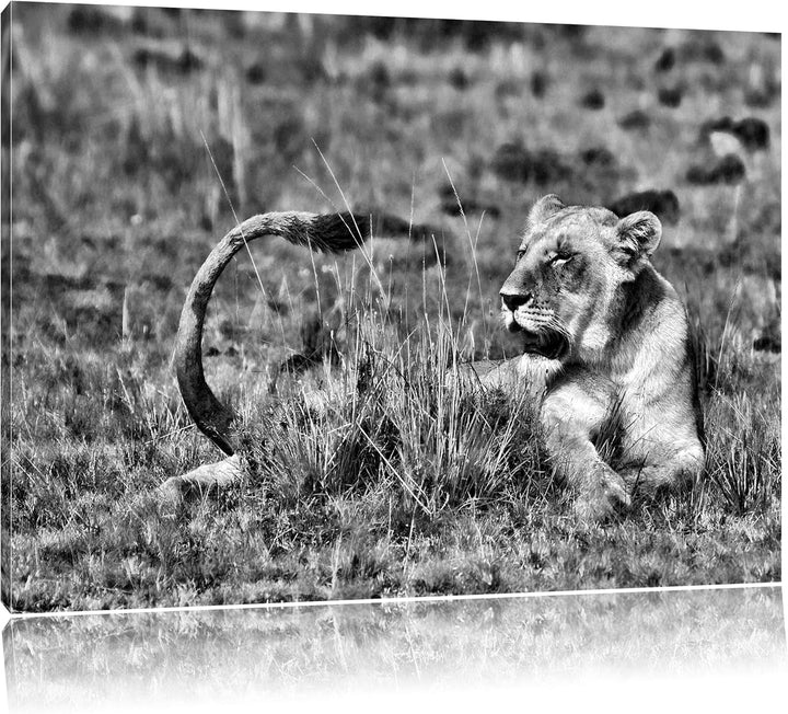 Pixxprint Monocrome, Löwin entspannt im Gras, Format: 100x70 auf Leinwand, riesige Bilder fertig ger