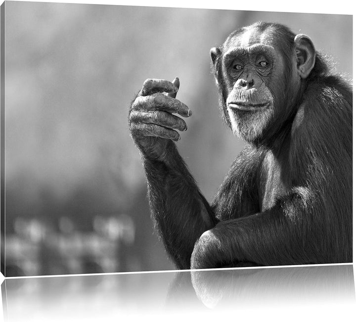 Pixxprint Aufmerksamer Schimpanse Kunst B&W / 100x70cm Leinwandbild bespannt auf Holzrahmen/Wandbild
