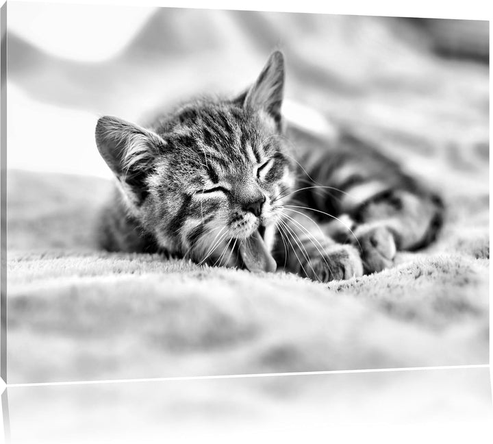 Pixxprint Kleines Kätzchen als Leinwandbild | Grösse: 100x70 | Wandbild| Kunstdruck | fertig bespann
