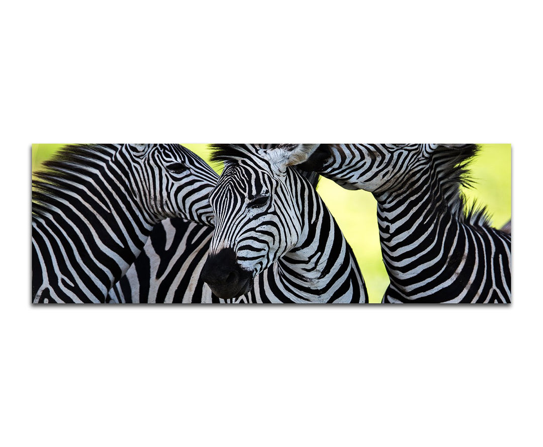 Paul Sinus Art Panoramabild auf Leinwand und Keilrahmen 150x50cm Afrika Zebras Wildnis Safari