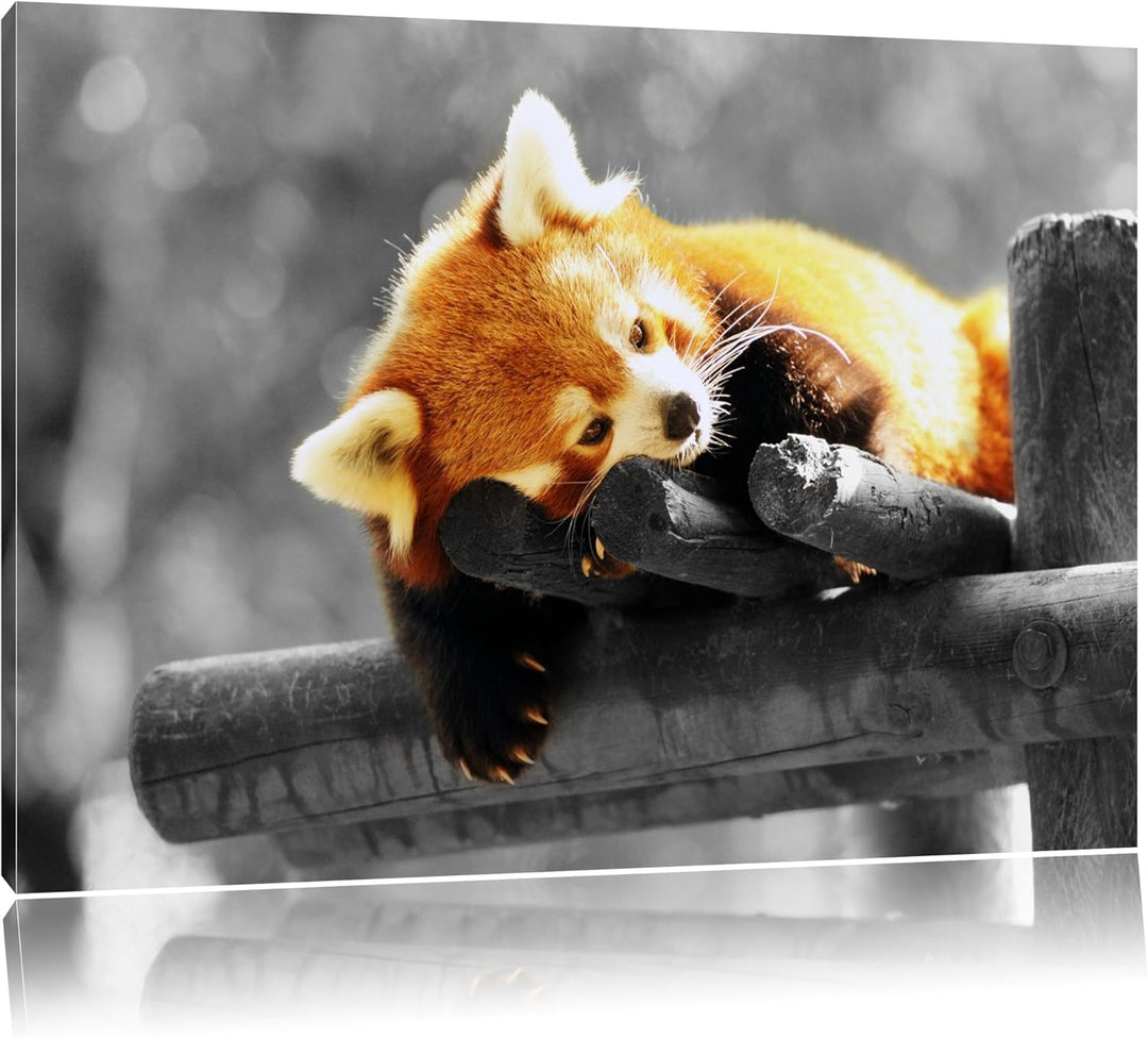 süsser Panda träumt schwarz/weiss Format: 100x70 auf Leinwand, XXL riesige Bilder fertig gerahmt mit