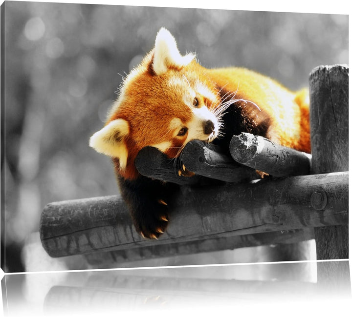 süsser Panda träumt schwarz/weiss Format: 100x70 auf Leinwand, XXL riesige Bilder fertig gerahmt mit