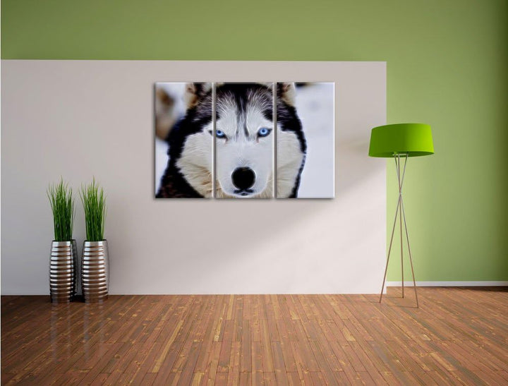 Pixxprint Husky Neon Lights Effekt 3-Teiler Leinwandbild 120x80 Bild auf Leinwand