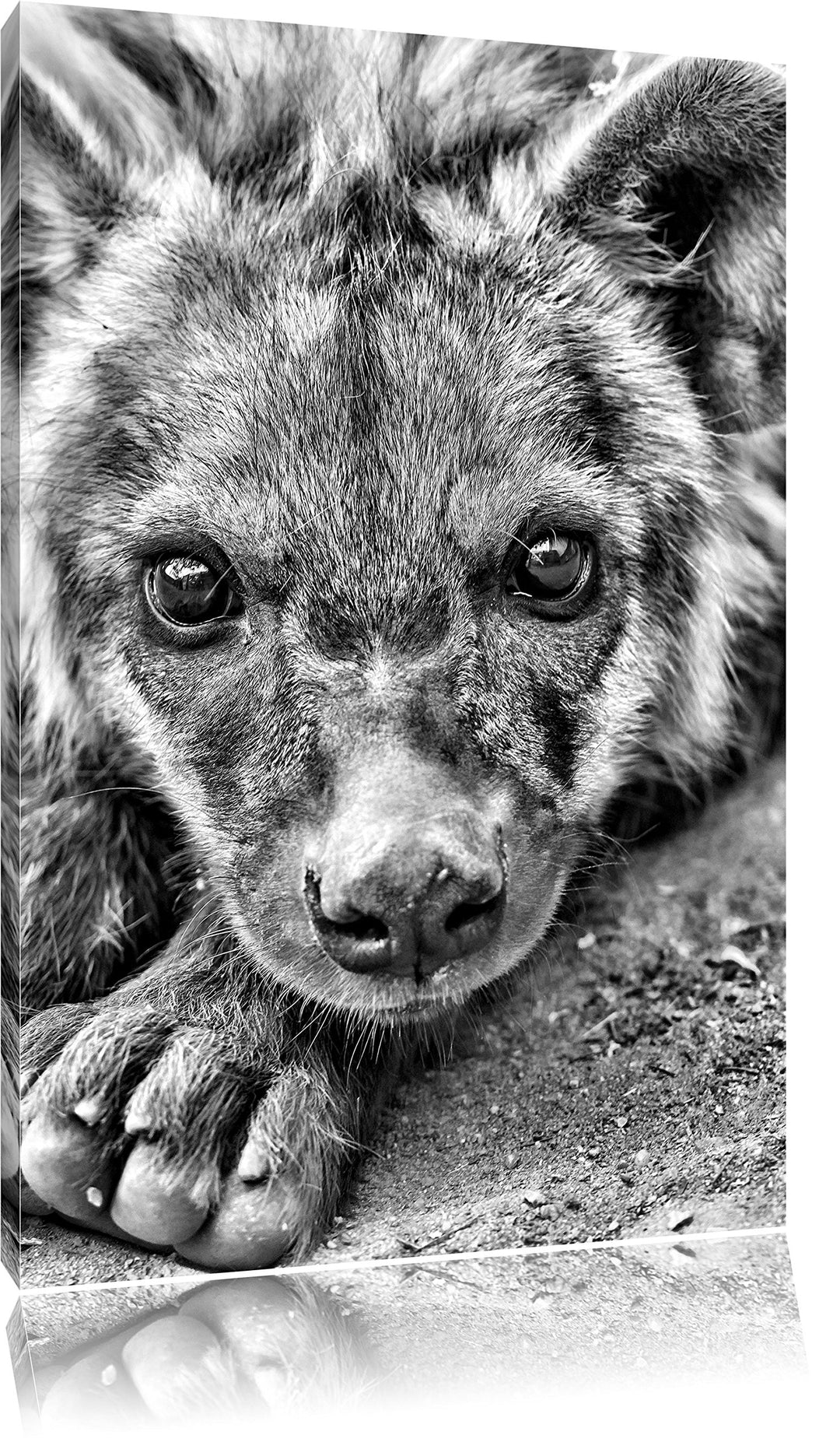 Pixxprint Monocrome, niedliche Hyäne, Format: 100x70 auf Leinwand, 100x70
