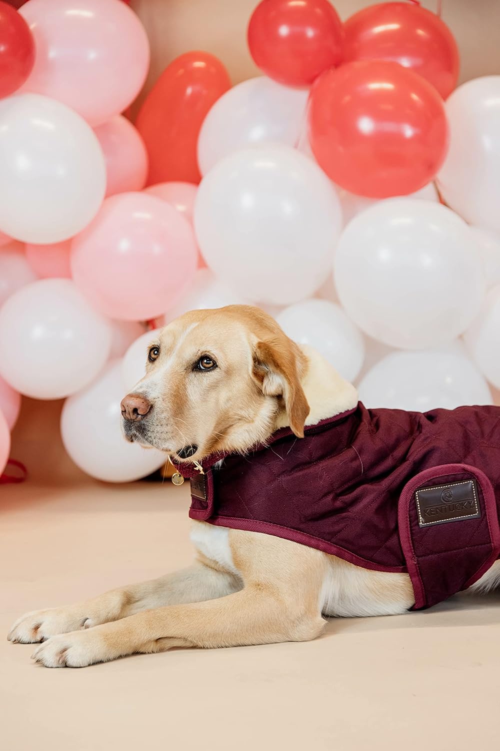 Kentucky Hundemantel Bordeaux XL, bordeaux XL