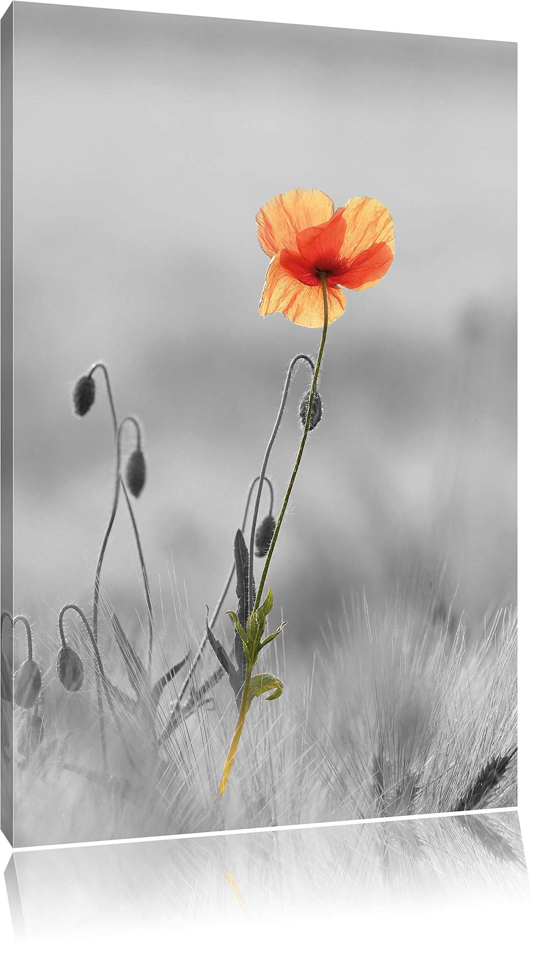 Pixxprint Rote Mohnblume im Feld als Leinwandbild/Grösse: 100x70 cm/Wandbild/Kunstdruck/fertig bespa