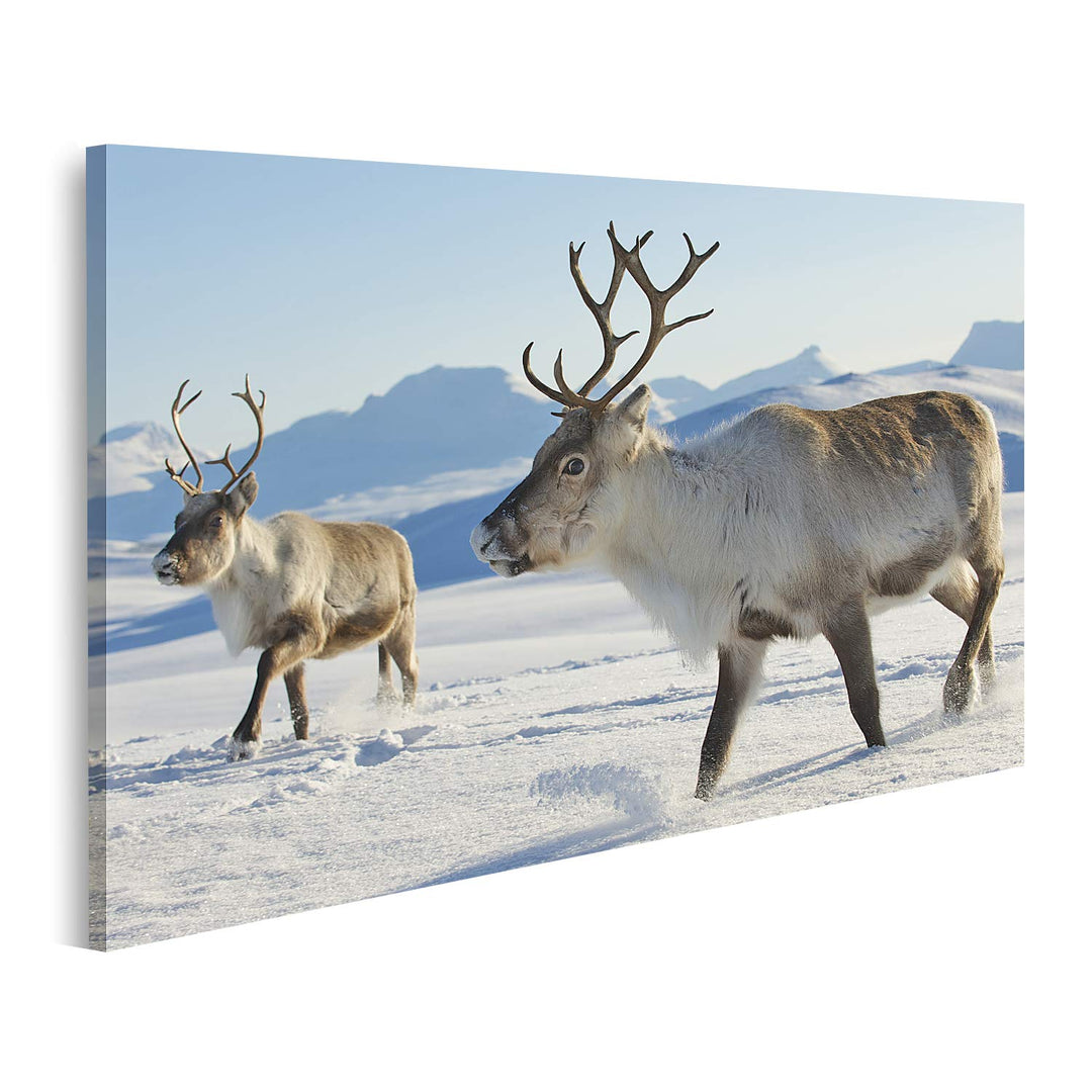 islandburner Bild auf Leinwand Rentiere Natürliche Umgebung Tromso Region Nordnorwegen Bilder Wandbi