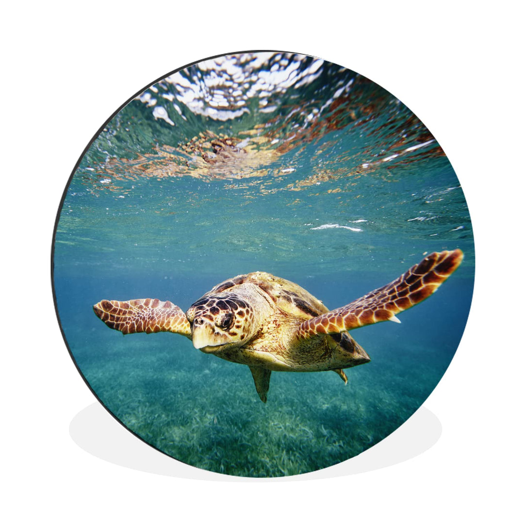 MuchoWow Wandbild Rund Wanddeko Deko Wohnzimmer Bilder 90x90 cm Schildkröte - Wasser - Blau, 90x90 c