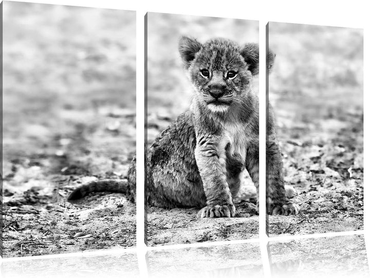 Pixxprint Verlassenes Löwenbaby als Leinwandbild/Grösse: 3 Teilig (120x80) cm/Wandbild/Kunstdruck/fe