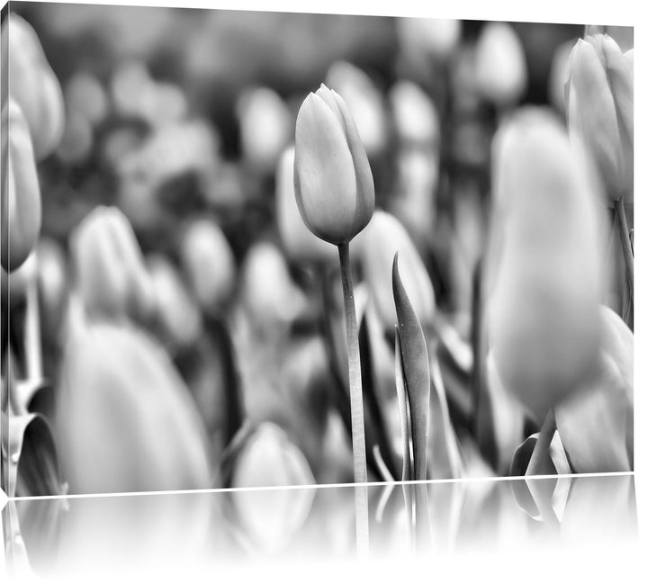 Pixxprint Gelbe Tulpen im Frühling / 100x70cm Leinwandbild bespannt auf Holzrahmen/Wandbild Kunstdru