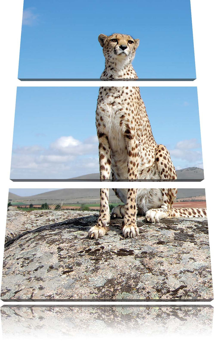 Pixxprint Wachsamer Gepard als Leinwandbild/Grösse: 3 Teilig (120x80) cm/Wandbild/Kunstdruck/fertig