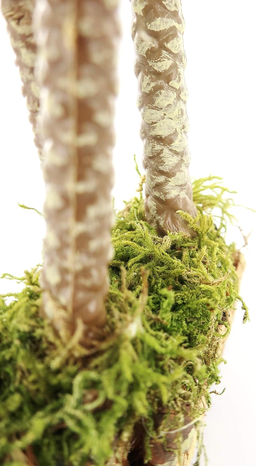 BERTONI Dreifachpalme aus Holz, Mehrfarbig, Einheitsgrösse