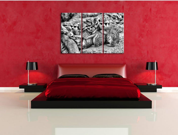 Pixxprint kuschelnde Erdmännchen als Leinwandbild/Grösse: 3 Teilig (120x80) / Wandbild/Kunstdruck/fe