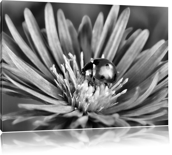 Pixxprint Marienkäfer auf Blume / 100x70cm Leinwandbild bespannt auf Holzrahmen/Wandbild Kunstdruck
