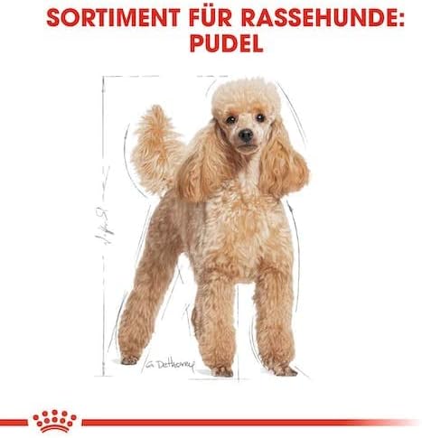 Royal Canin Poodle Adult | Doppelpack | 2 x 12 x 85 g | Nassfutter für ausgewachsene Pudel | Zur Unt