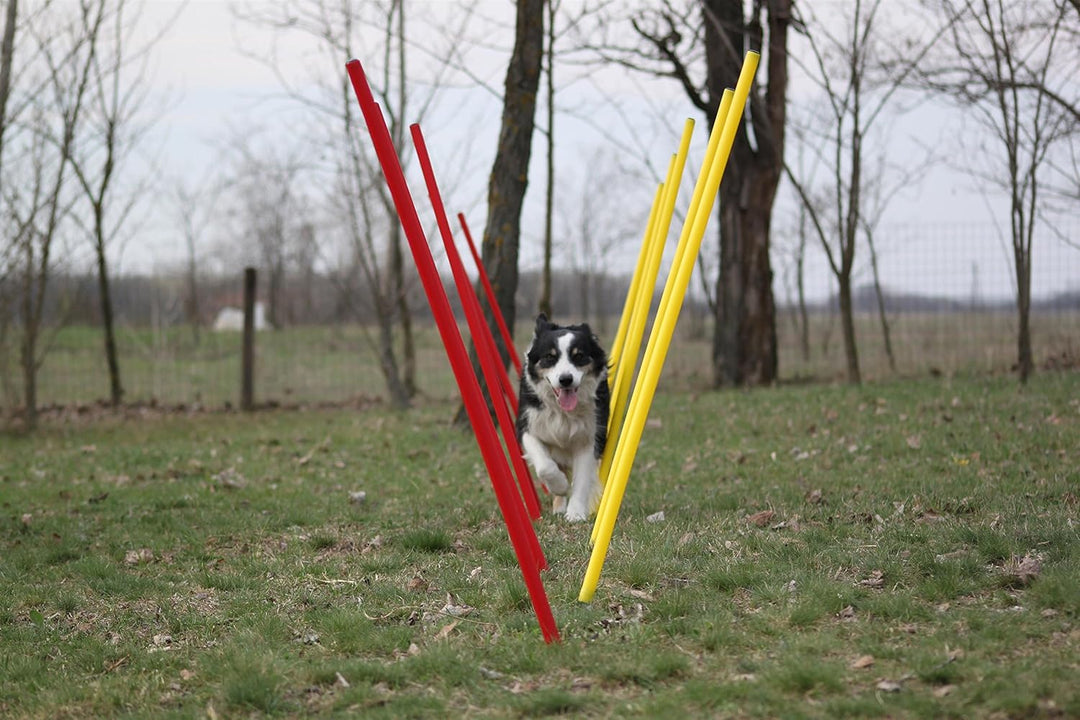 Agility-Set für Hunde - Rot/Gelb - Übungs-Hürden/Slalom-Stangen-Set - Ohne Werkzeug auf/abzubauen -