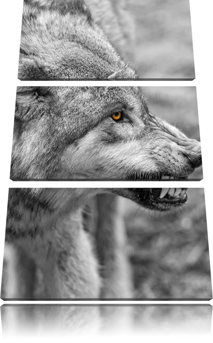 Pixxprint knurrender Wolf als Leinwandbild/Grösse: 3 Teilig (120x80) / Wandbild/Kunstdruck/fertig be