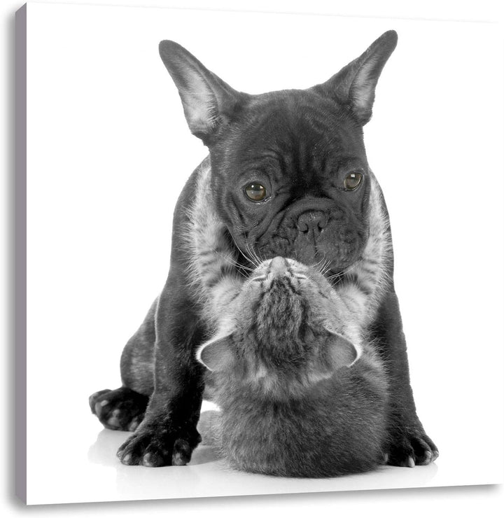 Pixxprint Katze hängt an Mops als Leinwandbild/Grösse: 70x70 cm/Wandbild/Kunstdruck/fertig bespannt,