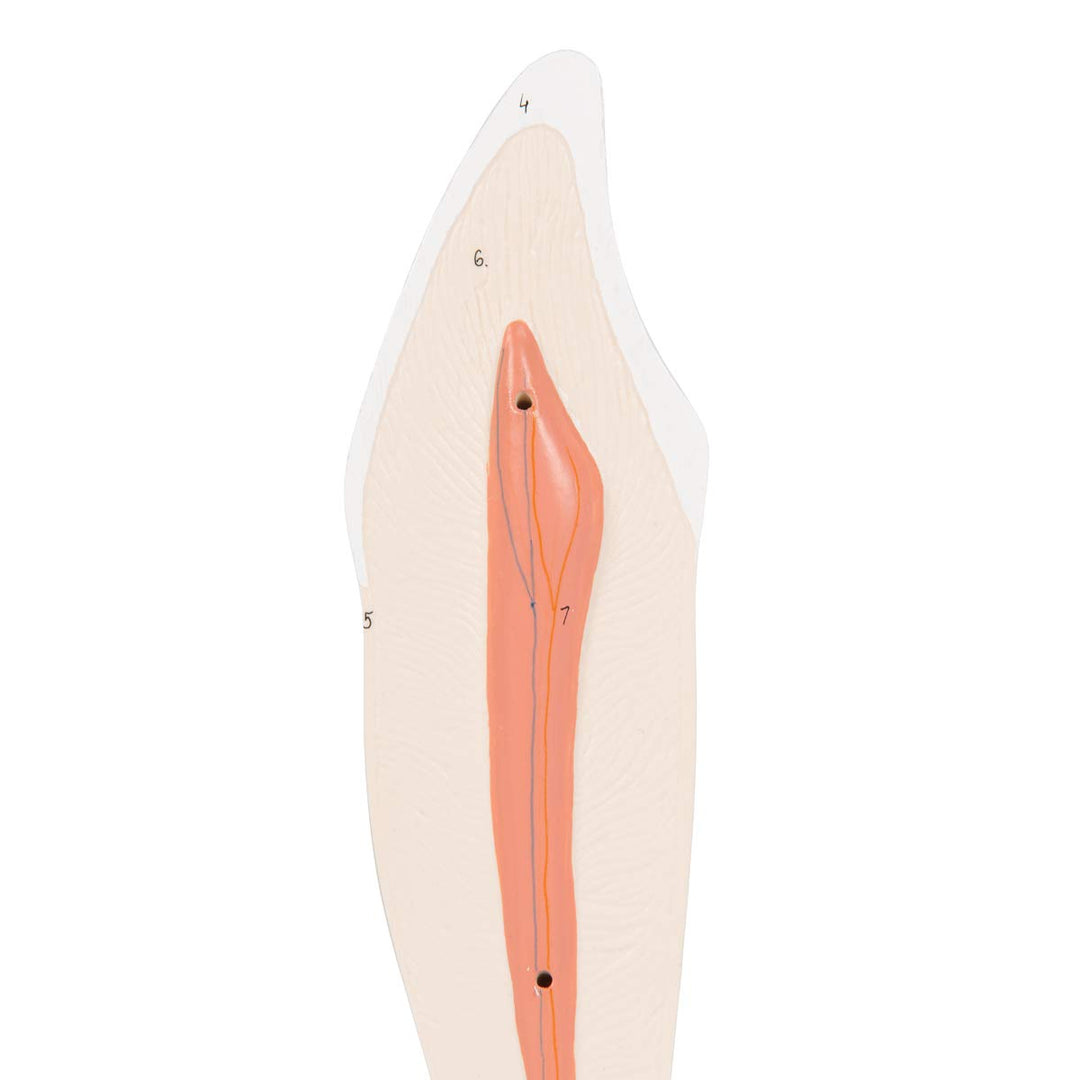 3B Scientific Menschliche Anatomie - Unterer Eckzahn, 2-teilig + kostenlose Anatomie App - 3B Smart