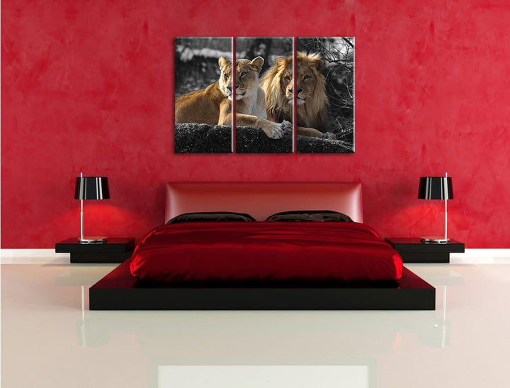 Pixxprint interessiertes Löwenpaar als Leinwandbild/Grösse: 3 Teilig (120x80) cm/Wandbild/Kunstdruck