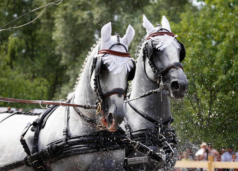 AMKA Geschirrhalter Pferd Set für Pferdegeschirr 4-teilig Kutschgeschirr Geschirrhalter-Set Brustbla