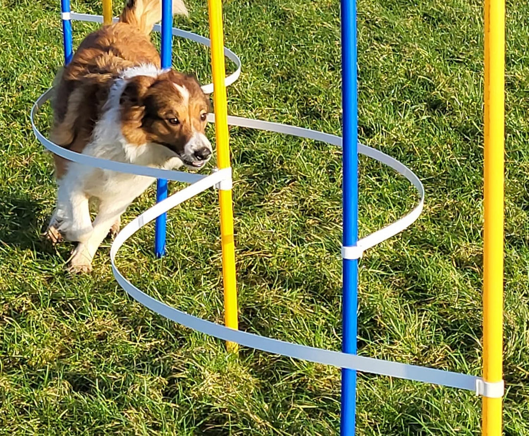 Agility - Slalom - AUSBILDUNGSSET MIT 4 SLALOMBÖGEN/TRAININGSBÖGEN + 6 SLALOMSTANGEN GELB/BLAU