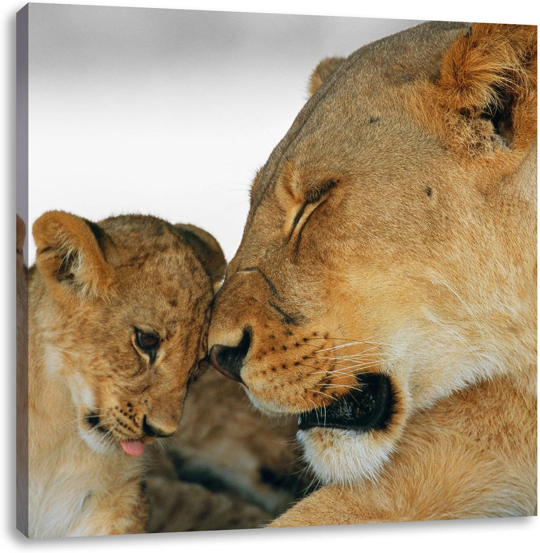 Pixxprint Löwenmutter schmusend mit Junges als Leinwandbild/Grösse: 70x70 cm/Wandbild/Kunstdruck/fer