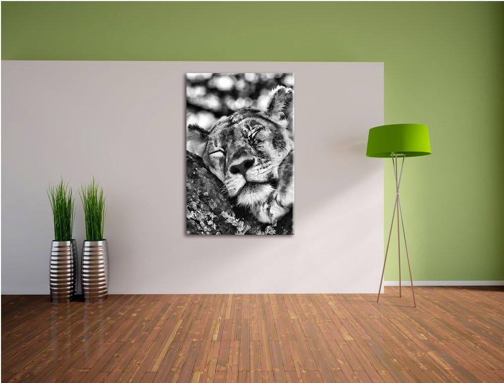 Pixxprint müde Löwin ruht auf Baum / 100x70cm Leinwandbild bespannt auf Holzrahmen/Wandbild Kunstdru