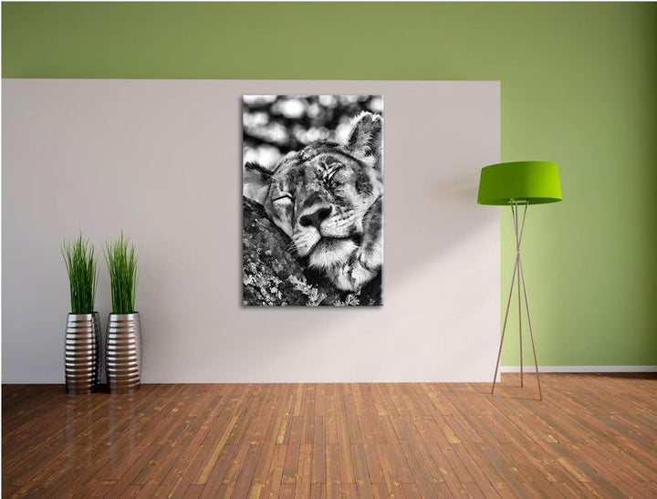 Pixxprint müde Löwin ruht auf Baum / 100x70cm Leinwandbild bespannt auf Holzrahmen/Wandbild Kunstdru