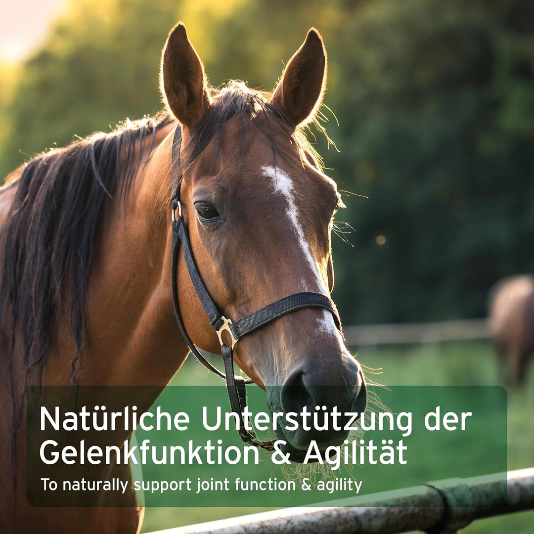 AniForte Afrikanische Teufelskralle für Pferde 1 kg – Natürliches Gelenkpulver für Pferde, Teufelskr