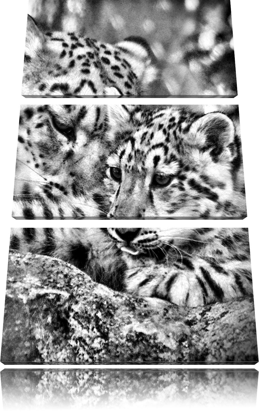 Pixxprint Leopard mit Jungtier als Leinwandbild/Grösse: 3 Teilig (120x80) cm/Wandbild/Kunstdruck/fer