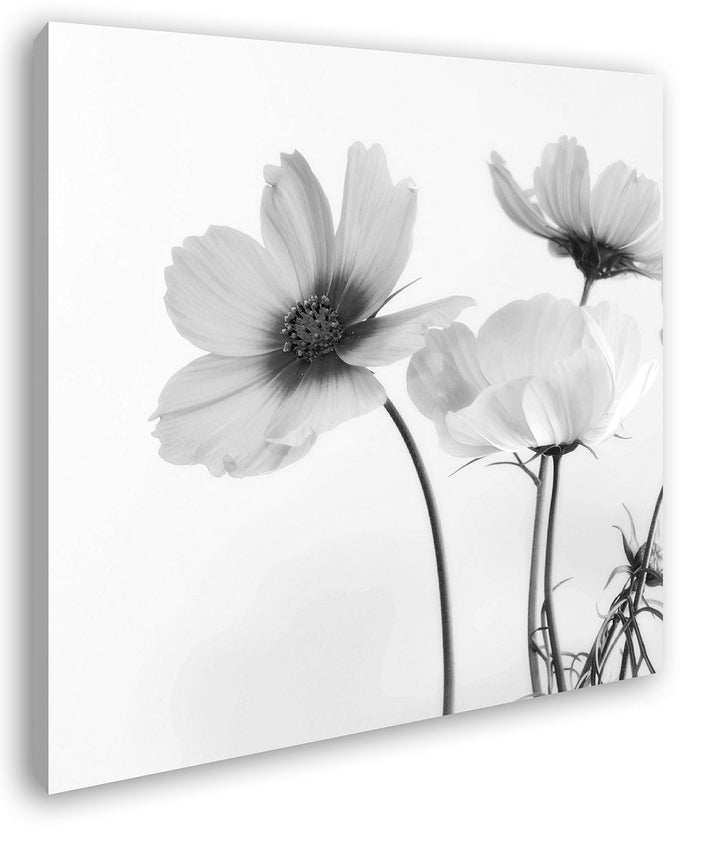 deyoli schöne Violette Blume im Format: 60x60 Effekt: Schwarz&Weiss als Leinwandbild, Motiv auf Echt