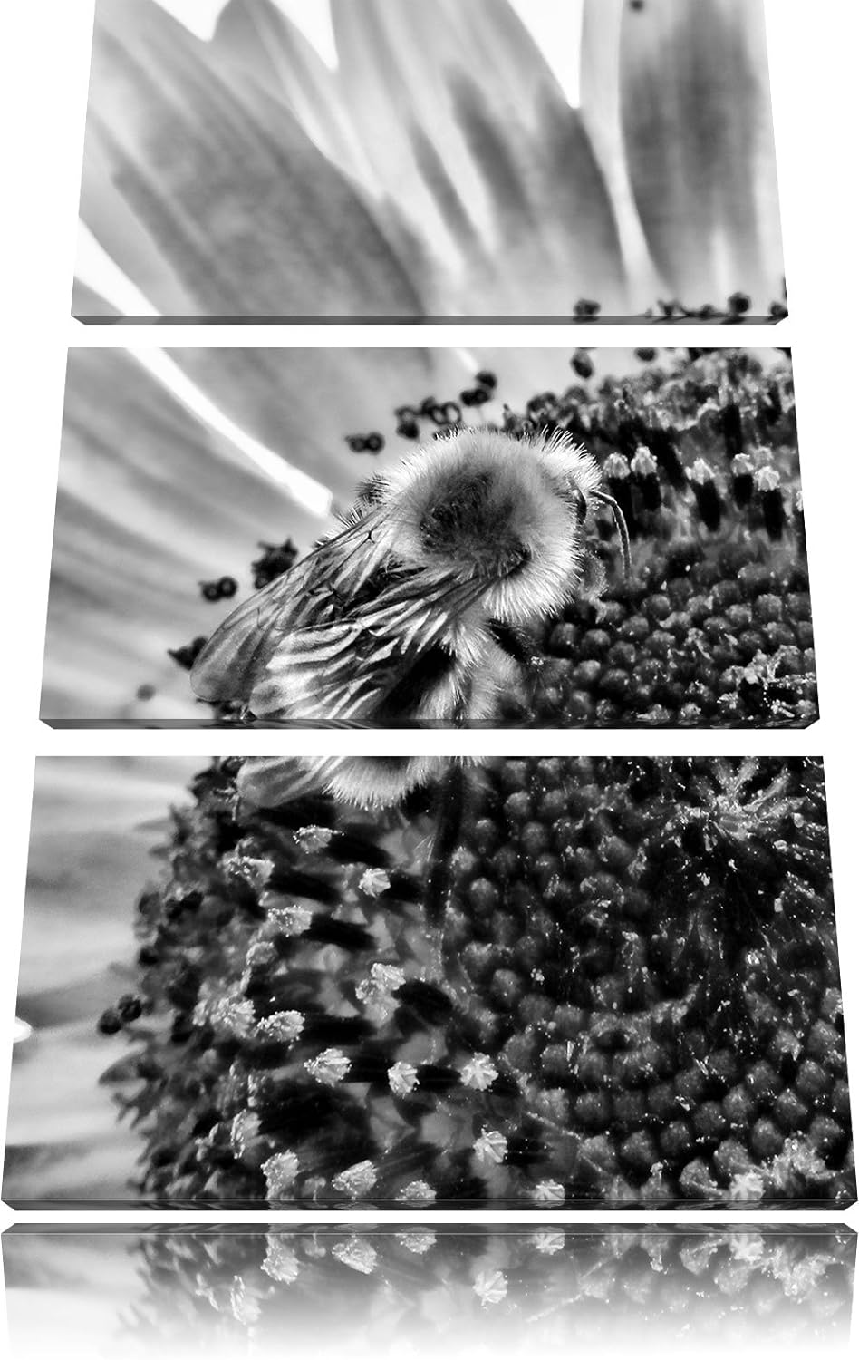 Pixxprint Monocrome, Biene auf Sonnenblume 3-Teiler Leinwandbild 120x80 Bild auf Leinwand
