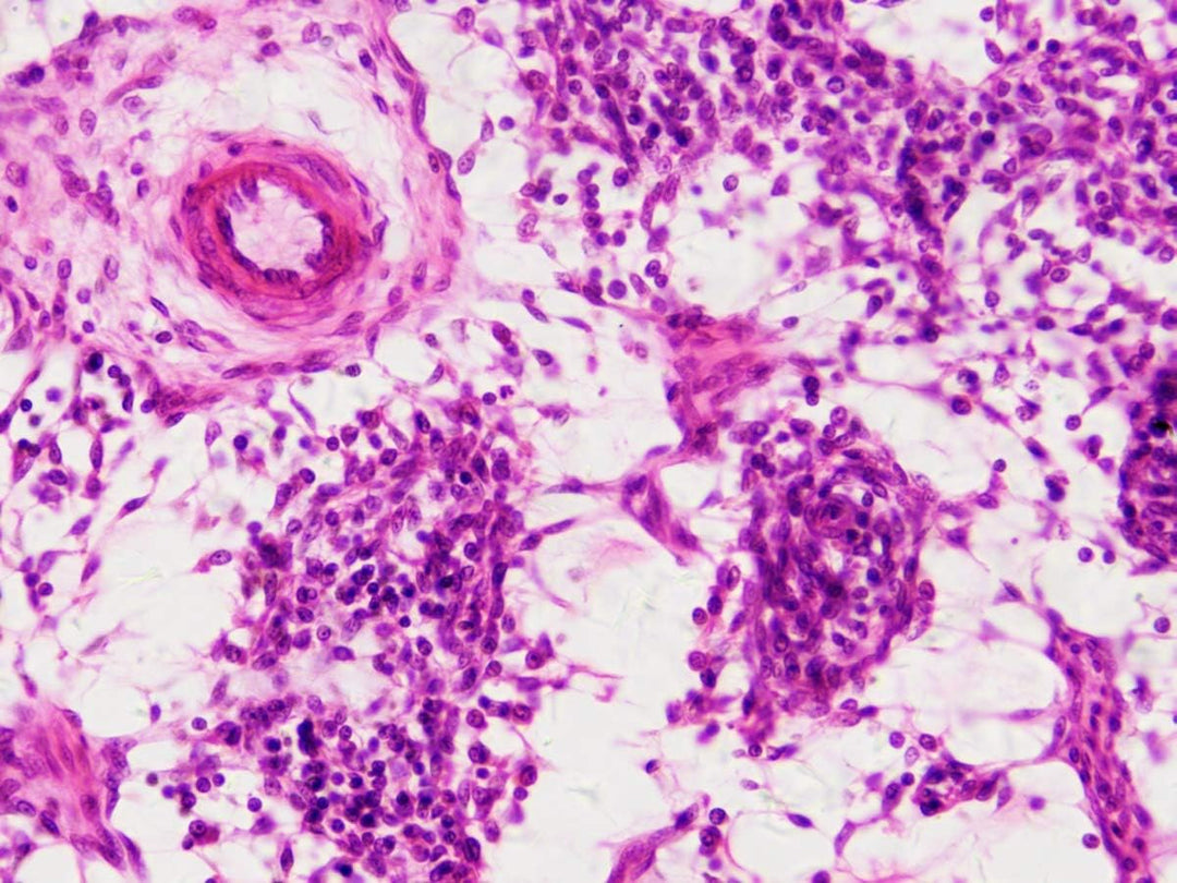 Bresser Mikroskop Dauerpräparate 30 Stück in Kunststoffbox, Lernpräparate aus der Biologie Single, S